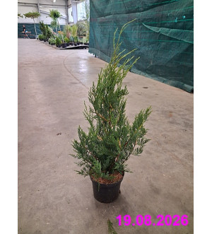 Cupressocyparis l. '2001' C 2,5 L